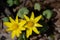 Closeup of two  yellow flowers of lesser celandine