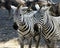 Closeup of two Zebra heads with wildebeest in the bacground