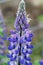 Closeup of typical Icelandic violet blooming flower