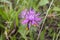 Closeup of a Tyrol knapweed (Centaurea nigrescens) in a field