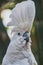 A closeup of umbrella cockatoo in a conservatory.