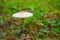 Closeup umbrella mushroom