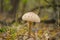 Closeup umbrella mushroom