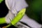 Closeup of an unbloomed Hibiscus stigma or Carpel flower bud