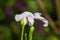 Closeup of an unbloomed white color flower buds in its colorful