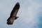 Closeup undershot of a big black eagle flying over cloudy sky