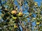 Closeup undershot of a pear tree fruits on the branch with the sky blurred in the background
