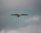 Closeup undershot of a  swallow-tailed kite flying in the sky and eating a lizard