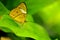 Closeup of underside of butterfly