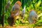 Closeup underwater shot of beautiful The Brown Discus fish