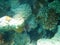 Closeup underwater shot of a black spiky fish hiding in rocks near the coral reefs