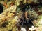 Closeup underwater shot of a spiky venomous lionfish hiding in a hole between corals on a reef