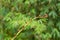 Closeup of unfurling frond of fern in tropical rainforest at Mt.