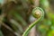 Closeup of unfurling frond of fern in tropical rainforest at Mt.