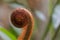 Closeup of unfurling hairy frond of fern in tropical rainforest