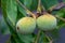 Closeup of unripe walnuts