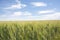 Closeup unripe wheat ears. Blue Sky in the background