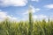 Closeup unripe wheat ears. Blue Sky in the background