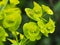 Closeup of unusual little green Euphorbia flowers