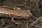 Closeup on an unusual red North Californian slender salamander, Batrachoseps attenuates