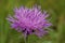 Closeup on an unusual wide form of the purple flowering bronray knapweed wildflower, Centaurea jacea