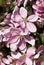 Closeup up of beautiful crab apple flowers