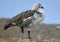 Closeup of an Upland goose perched on a ground under the sunlight