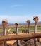Closeup of urious ostriches in the Karoo desert Calitzdorp South Africa