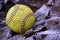 Closeup of a used, yellow softball resting on frost covered leaves.