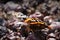 Closeup of a Vanessa atalanta butterfly feeding on rotten fruit