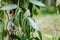 Closeup of vanilla plant green pod on plantation. Agriculture in tropical climate