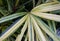 Closeup of the variegated Broadleaf Lady Palm \\\'Heisei Nishiki\\\' leaf