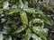 Closeup of variegated green and yellow houseplants, in outdoor display in natural light