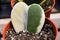 Closeup of a variegated heart hoya plant