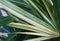 Closeup of the variegated Lady Palm leaf with scientific name Rhapis Excelsa