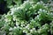 Closeup of the variegated tips on a Frosty Tip Fern