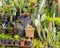 Closeup of a Variety of Cacti in Pots