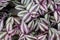 Closeup of varigated leaves on a Wandering Jew