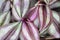 Closeup of varigated leaves on a Wandering Jew