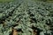 Closeup of vegetable garden with broccoli plantation