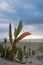 Closeup of vegetation at beach on famous fraser island