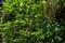 Closeup of vegetation in a canyon