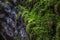 Closeup of vegetation in a canyon