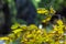 Closeup of vegetation in a canyon