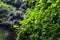 Closeup of vegetation in a canyon