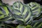 Closeup of the veined leaves on a calathea