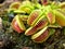 Closeup Venus flytrap ,Insectivorous plants ,Low Giant ,Dionaea muscipula ,needle-like-teeth ,venus fly catcher ,Cook`s Carnivorou