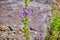 Closeup of Venus\\\' Looking Glass flowers