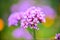 Closeup Verbena bonariensis purple in the park