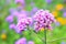 Closeup Verbena bonariensis purple in the park